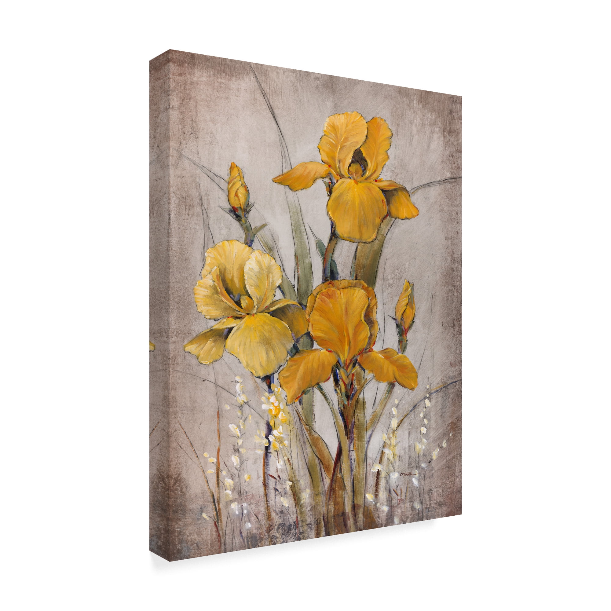 Trademark Fine Art 'Golden Irises II' Canvas Art by Tim OToole