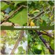thumbnail image 3 of BRIGHTFUFU 1 Juego de herramienta para doblar ramas, extractor de ramas de frutas, esparcidor de ramas de plantas, herramienta para doblar plantas, fijador de plantas, 3 of 7