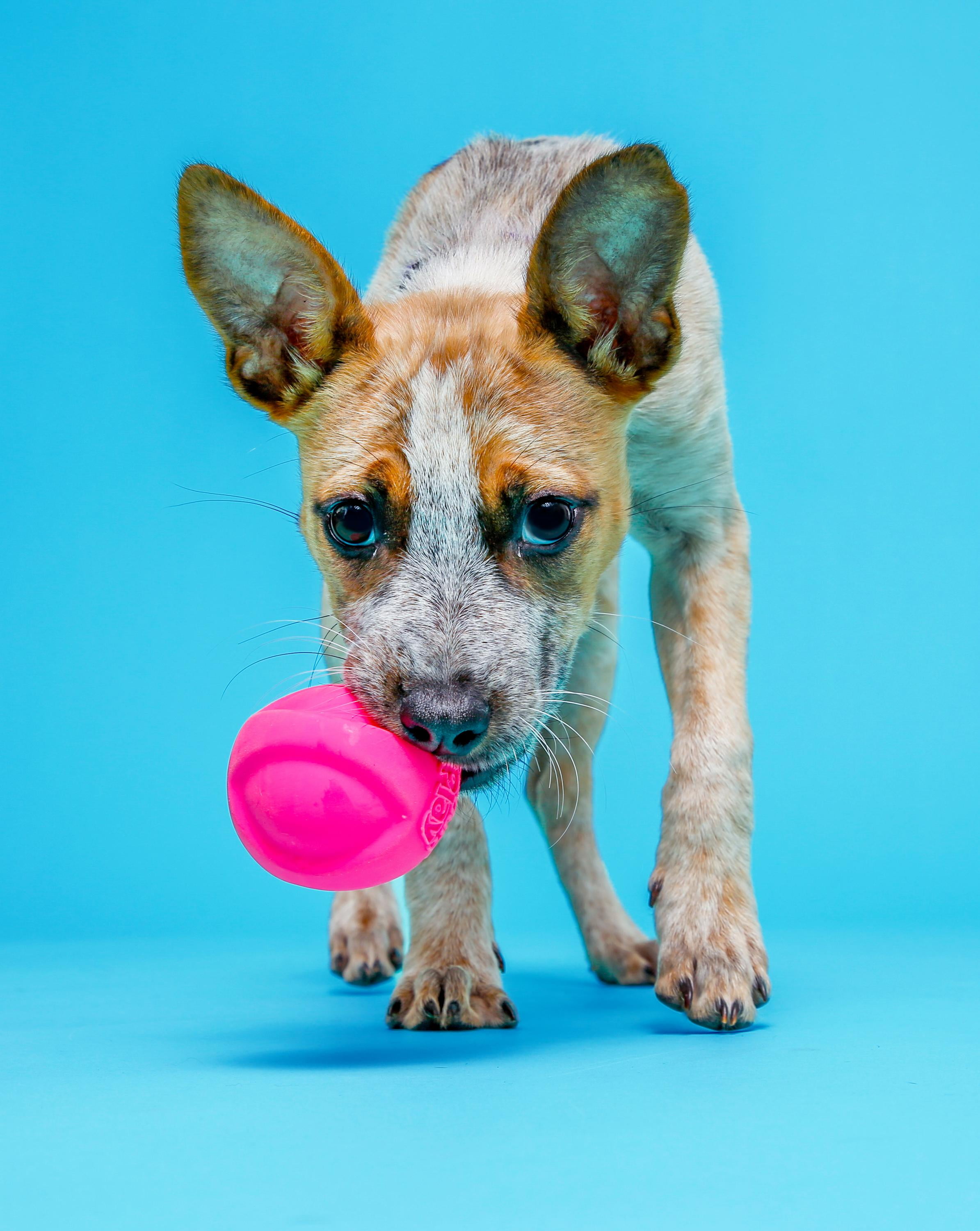 Hartz Dura Play Medium Ball Dog Toy with Bacon Scent and Squeaker, Latex, 3 Pack