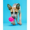 thumbnail image 4 of Hartz Dura Play Ball Dog Toy, Medium, Latex, Color May Vary, 4 of 9