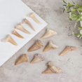 thumbnail image 5 of Natural Animal Tooth Shark Tooth Mineral Specimen Gift Decorative Pendant Toys, 5 of 5