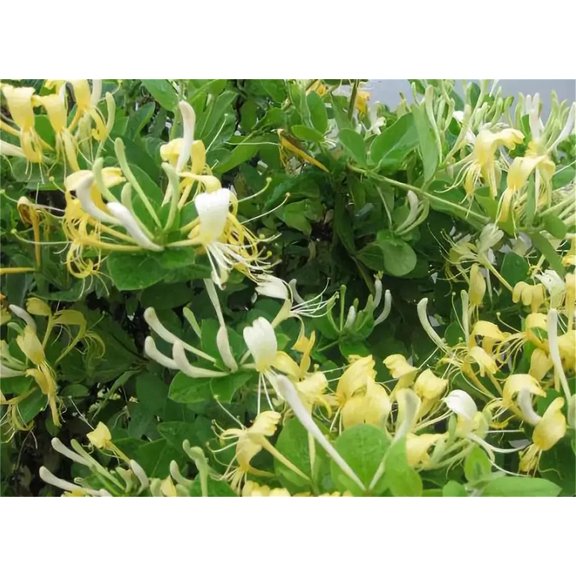 Garden Plant Seed Honeysuckle Seeds 100 MVR1 Seeds Lonicera Japonica Seeds Japanese Honeysuckle Golden Silver graines semillas