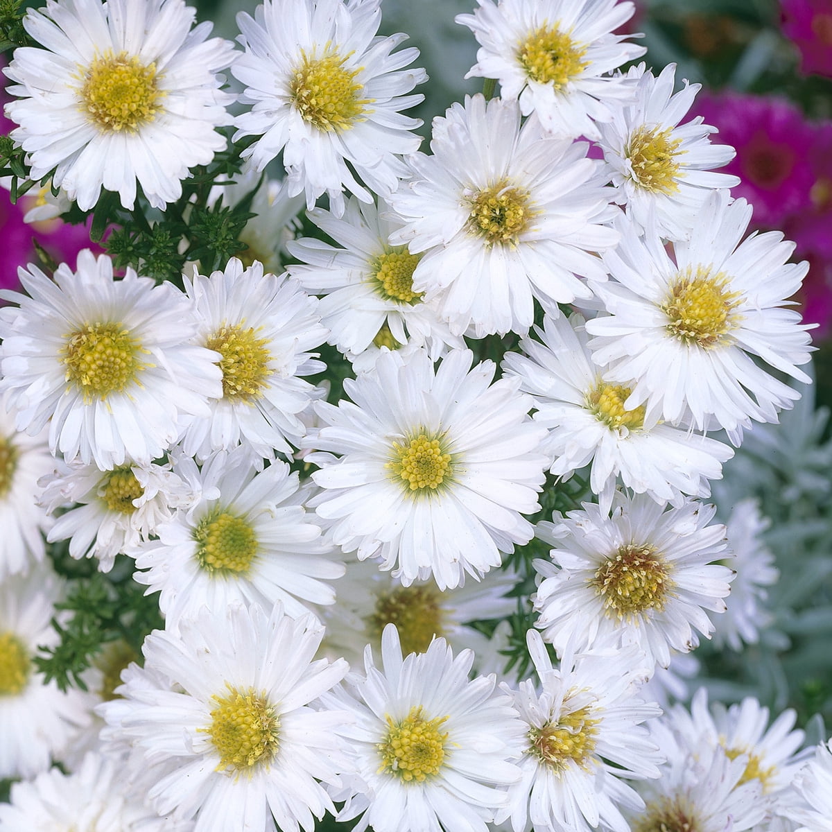 Van Zyverden Aster White Ladies Set of 5 Roots White Full Sun Perennial Pollinator 1 lb