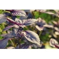 thumbnail image 3 of Dark Opal Sweet Basil Herb Seeds, 500 Heirloom Seeds Per Packet, Non GMO Seeds, 3 of 6