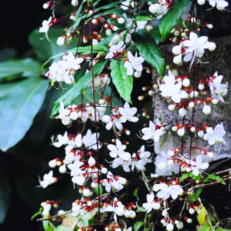 Clerodendrum Wallichii Live Plant, 8-12" Tall Dormant, Light Bulbs Chains  of Glory Vine, Rare Tropical Blooming Plant, Bareroot Dormant - Walmart.com