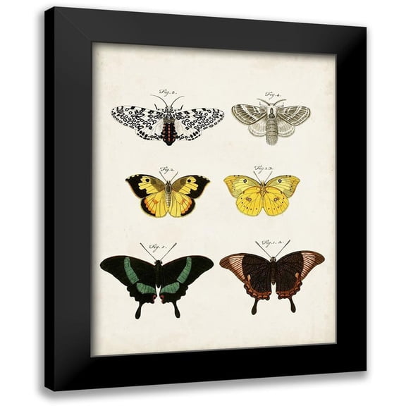Vision Studio 12x14 Black Modern Framed Museum Art Print Titled - Vintage Butterflies VI