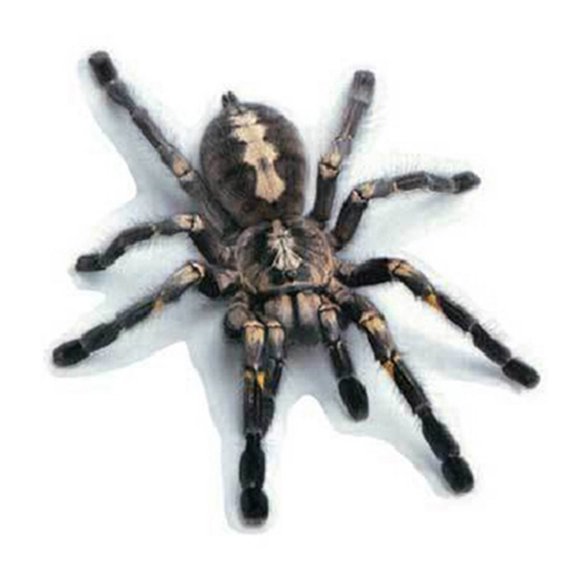 3D Car Stickers Animals Bumper Stickers Spider Lizard Scorpions Decor Car-styling Sticker Auto Motorcycle Decorations
