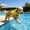 Yellow S, variant on AuroraX Dog Flotation Swimsuit with Handle Adjustable Dog Life Jacket Quick-Dry Reflective Padded Waterproof Dog Swimming Safety Vest Yellow National Dog Day International Cat Day