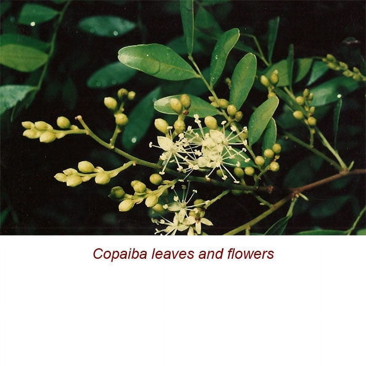 Copaiba Balsam Wild Crafted Essential Oil 1 fl oz (30 ml) - 100% Pure and Natural by Silky Scents
