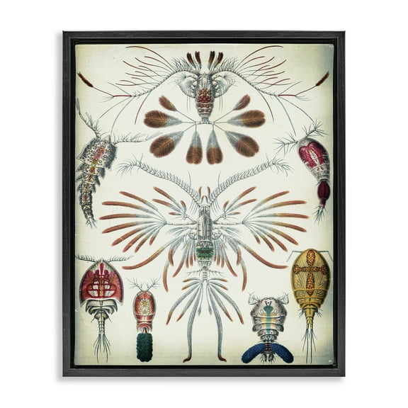 Stupell Industries Vintage Crustacean Diagram STEM Painting Black Floater Framed Canvas Art Print Wall Art, 17 x 21