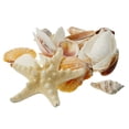 thumbnail image 7 of U.S. Shell Craft Shells, 12 Pack, 7 of 7