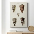 thumbnail image 6 of Cone Shell Collection III Premium Gallery Wrapped Canvas - Ready to Hang, 6 of 9
