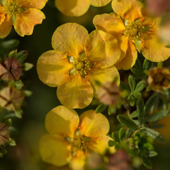 Direct Gardening 3 Gal. Pot, Potentilla Gold Finger Bush Potted Yellow Flowering Shrub