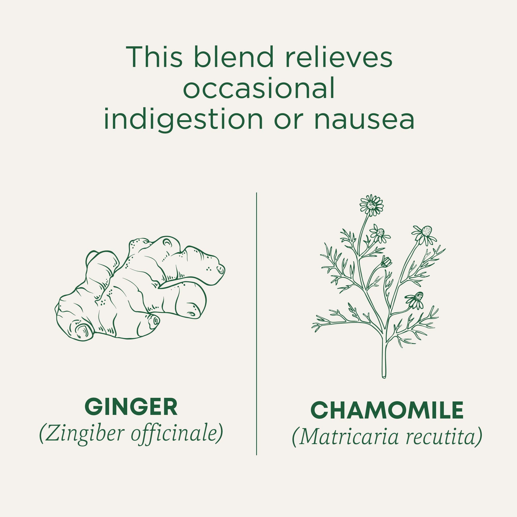 Traditional Medicinals Organic Ginger with Chamomile Herbal Tea, Relieves Occasional Indigestion or Nausea, (Pack of 6), 96 Count