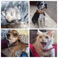 thumbnail image 2 of Mumup Studded Cat Collar,Anti-Bite Rivet Pu Leather Spiked Dog Collar，Protective Pet Neck  Dog Collars for Xs Small Medium Large Boy Dogs Male Cats, 2 of 6