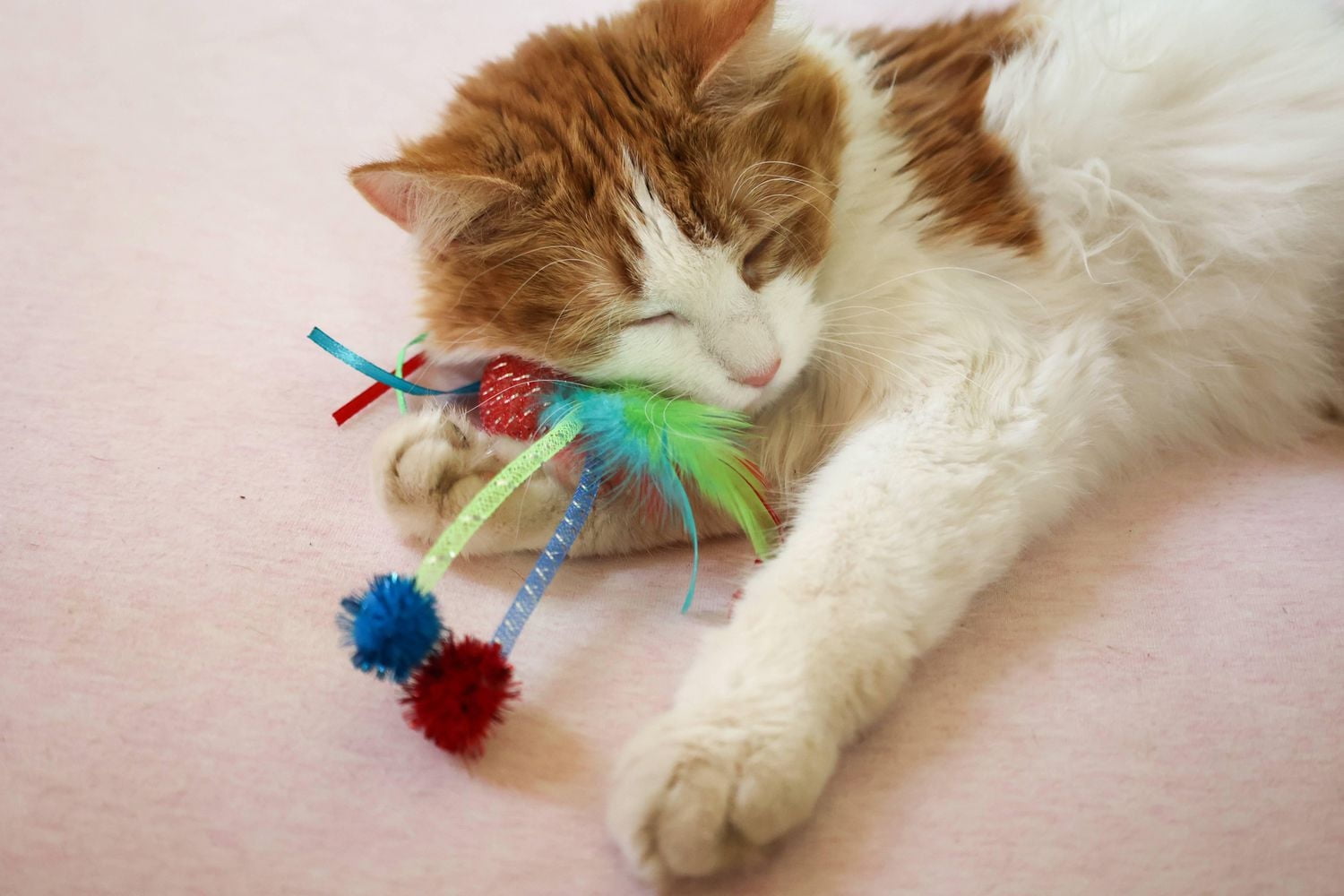 Vibrant Life Mesh Feather Ball, jouet pour chat, couleurs assorties, 1 paquet