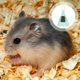 thumbnail image 5 of Juego de escoba y recogedor de limpieza para jaula de hámster, limpiador portátil para jaula de mascotas, Kit de escoba pequeña, 1 Juego, 5 of 5