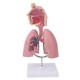 thumbnail image 2 of Lung Anatomical Model, Bright Color Rich Appearance Details Clear Display High Simulation Respiratory System Model Practical  for Students for Laboratories, 2 of 7