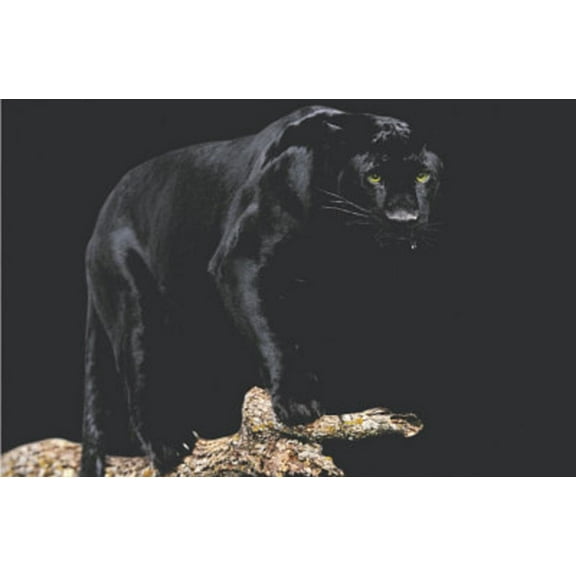 Black Panther (On Log) Art Poster Print Poster - 36x24