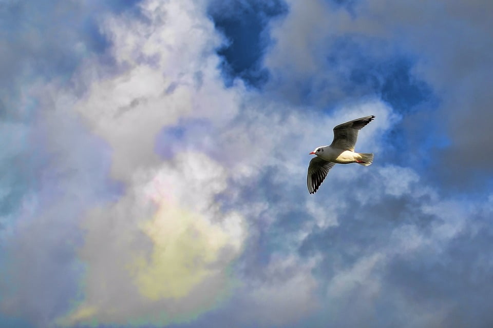Flinching White Flight Fly Bird 20 Inch By 30 Inch Laminated Poster