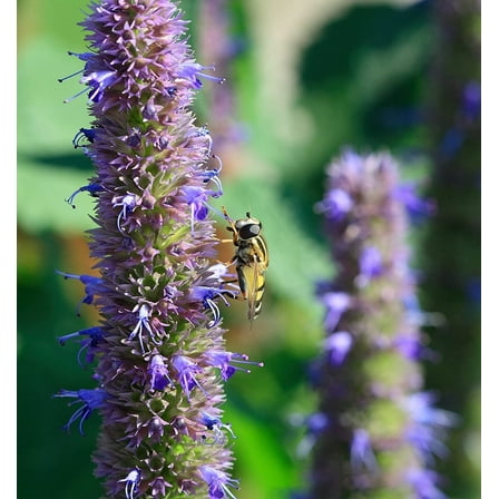 Anise Hyssop Seeds for Planting (200 Seeds) Stunning Wildflowers - Agastache foeniculum