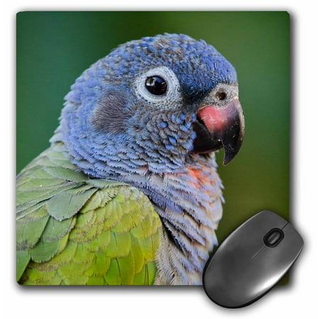 3dRose Blue headed Parrot, Pionus menstruus, Amazon Rainforest, Ecuador. - Mouse Pad, 8 by (Best Time To Visit Ecuador Amazon)