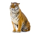 thumbnail image 2 of Sitting Tiger Wall Decal by Wallmonkeys Peel and Stick Graphic (36 in H x 36 in W) WM279955, 2 of 4