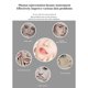 thumbnail image 5 of Tratamiento de terapia facial Light Skin Lifting Tighten Anti arrugas faciales Blanco jinwen  Máquina de terapia de piel, 5 of 8