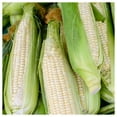 thumbnail image 2 of Everwilde Farms - 1 lb Silver Queen F1 Hybrid White Sweet Corn Seeds - Gold Vault Bulk Seed Packet, 2 of 3