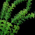 thumbnail image 2 of Methold Acuario subacuático Hierba artificial Estanque Paisaje Planta verde Decoración Fondo falso Accesorio acuático decorativo 32cm decoración del acuario Methold S0031-00, 2 of 6