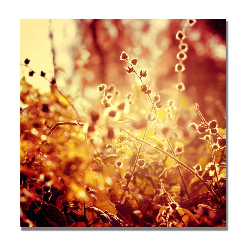 Trademark Fine Art "Sunset in my Garden" Canvas Art by Beata Czyzowska