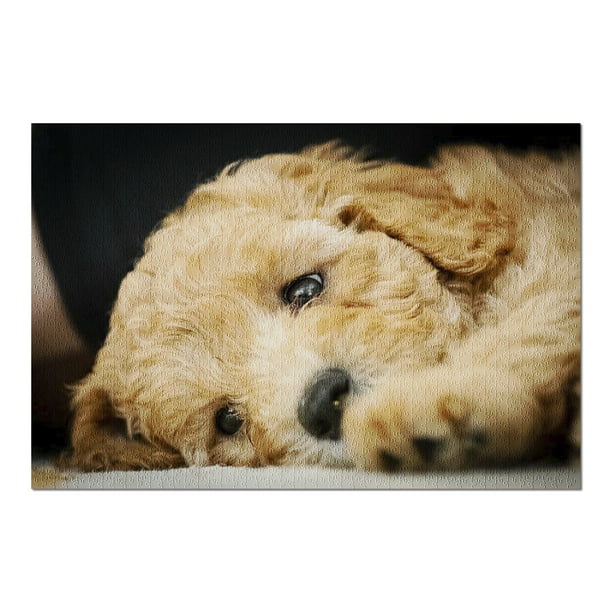 Australian Labradoodle Puppy Taking Nap 9022673 (20x30 Premium 1000 Piece Jigsaw Puzzle, Made in USA!) -