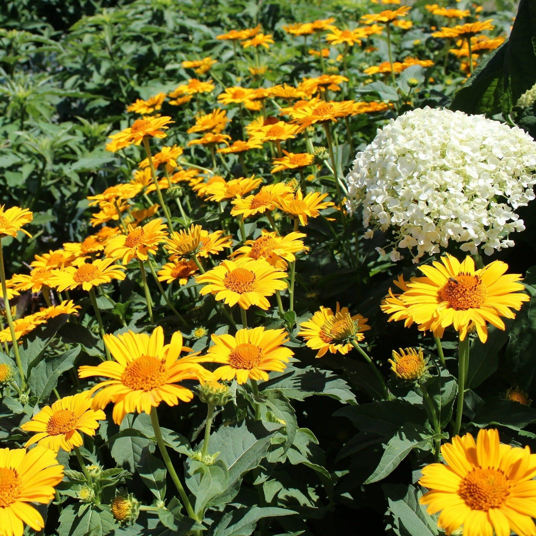 Proven Winners 4" Bright Lights Yellow African Daisy Live Plant in 4.25" Pot (4 Count)