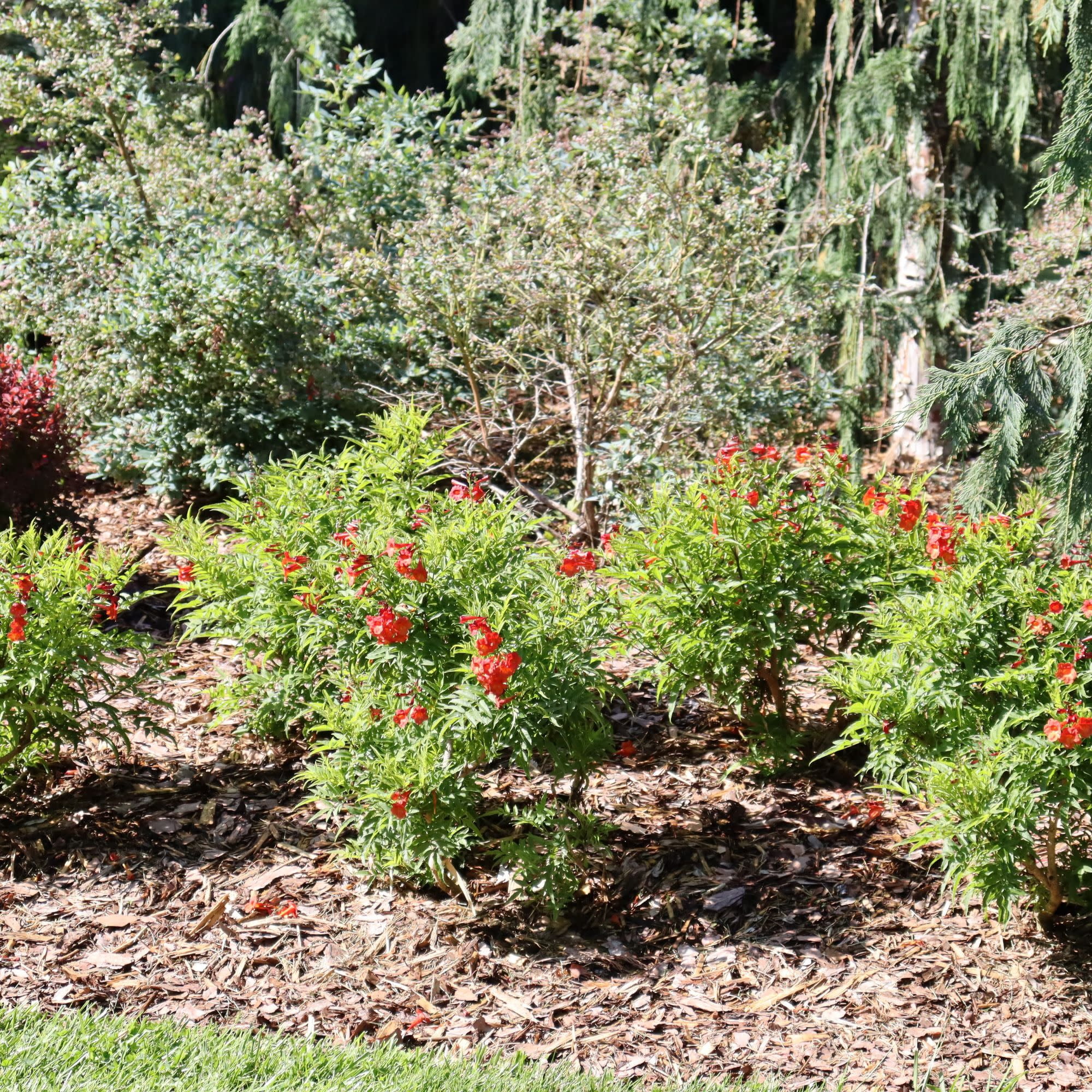 Proven Winners ColorChoice 5" Chicklet Red Esperanza Live Plant in 4.5" Pot (4 Count)