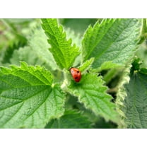 Earthcare Seeds - Stinging Nettle 200 Seeds (Urtica Dioica) Heirloom - Open Pollinated