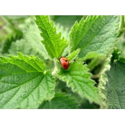 Earthcare Seeds - Stinging Nettle 200 Seeds (Urtica Dioica) Heirloom - Open Pollinated