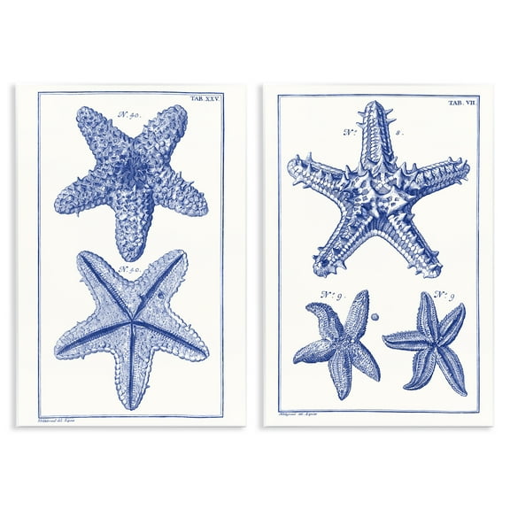 Stupell Industries Diagram of a Starfish Nautical & Beach Painting Unframed Art Print Wall Art, 10 x 15, Set of 2