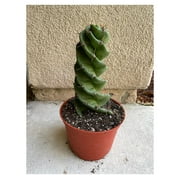 Spiral Cactus - Cereus forbesii 'Spiralis' - Twisted Rare Succulent - Tornado Cactus - Live Rooted Plant (12'')