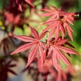 thumbnail image 6 of Bloodgood Japanese Maple Tree in Grower's Pot |  3-4 ft. Tall | Beautiful Autumn Color | Red Leaf Colors Year Round, 6 of 8