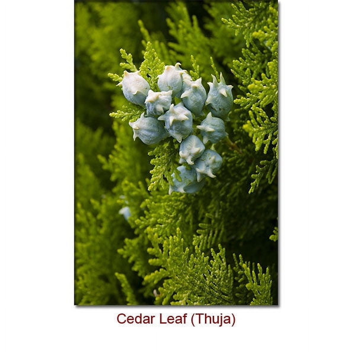 Cedar Leaf (Thuja) Essential Oil Essential Oil 1 fl oz (30 ml) - 100% Pure and Natural by Silky Scents
