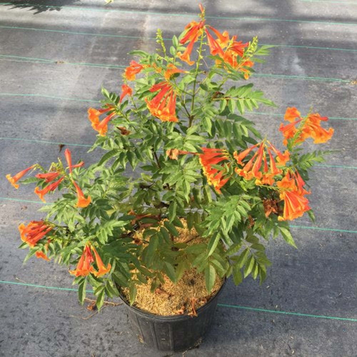 Proven Winners ColorChoice 5" Chicklet Orange Esperanza Live Plant in 4.5" Pot (4 Count)