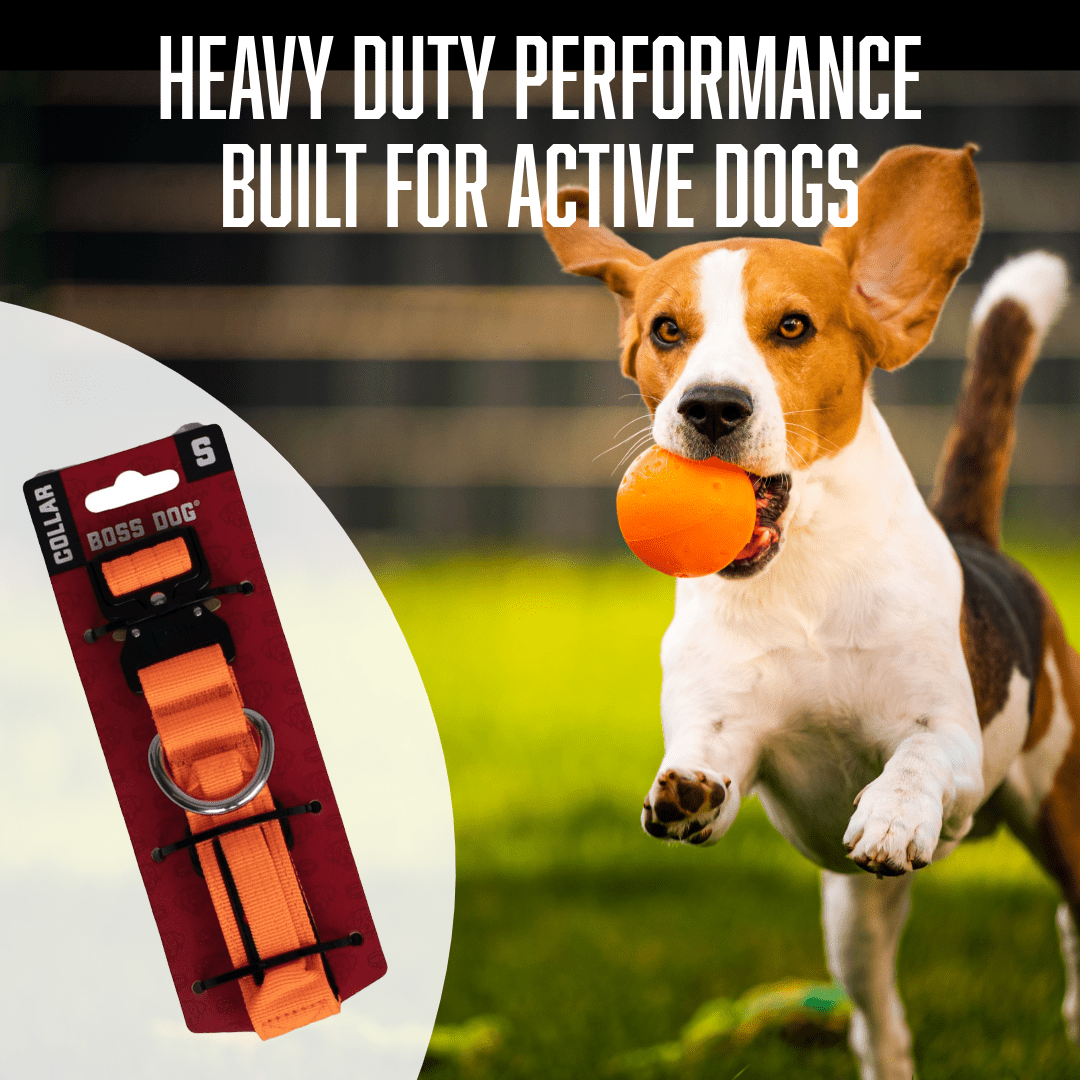 Boss Dog Tactical Collar, Hunter Orange, Small