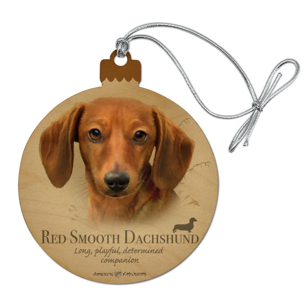 red smooth dachshund