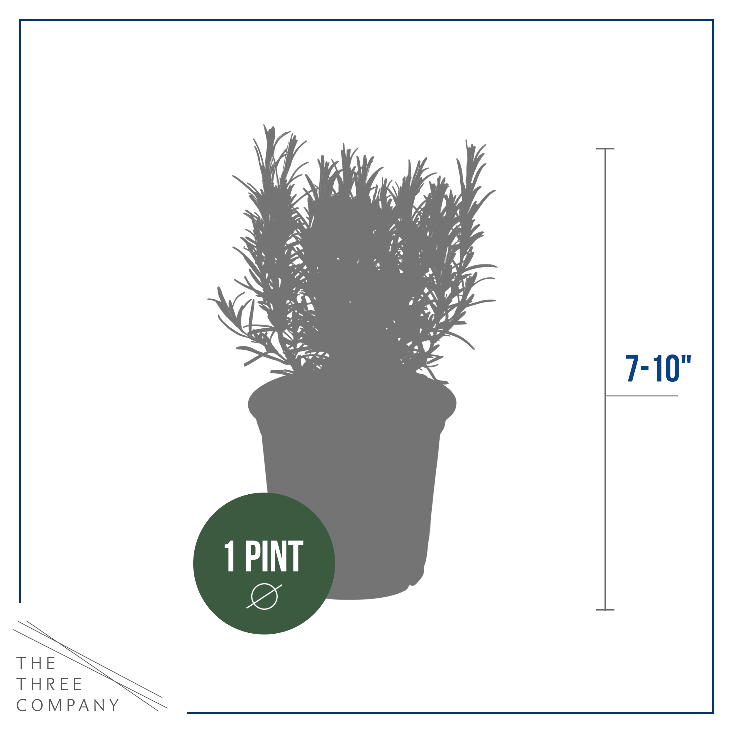 Live Aromatic and Edible Herb - Rosemary (4 Per Pack), Naturally Improves Breathing and Air Quality, 8" Tall by 3" Wide in 1 Pint Pot