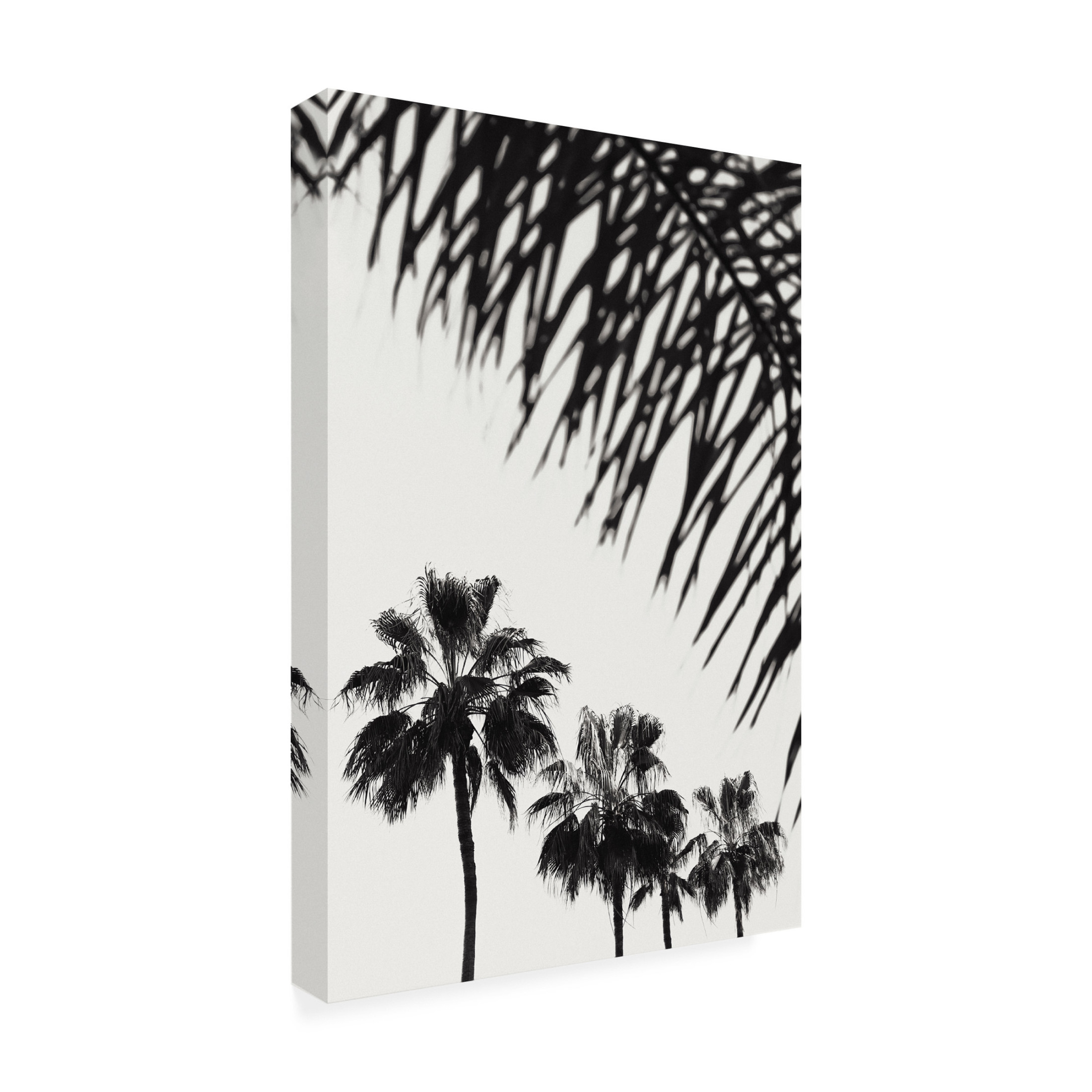 Trademark Fine Art Pictufy Studio Palm Canvas Wall Art
