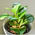 thumbnail image 4 of Peperomia Thailand | Baby Rubber Plant, 4 of 9