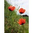 thumbnail image 5 of 50 Seeds Scarlet PRICKLYHEAD POPPY Papaver Argemone Roemeria Long Prickly Poppy Red Black Blue Flower Seeds, 5 of 6
