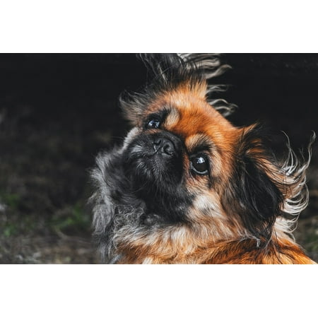 Adorable Yorkie - LAMINATED POSTER Little Canine Dog Yorkie Adorable Cute Puppy Pet Poster Print 24 x 36