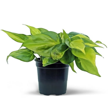 Live Brazilian Philodendron, Variegated Philodendron, Trailing Indoor Potted Plant in 4 inch Pot