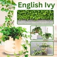 thumbnail image 2 of 2 Pots English Ivy Live Plants, Perennial English Ivy Vine, 4-8" Tall, Fast-Growing Climbing Ivy for Outdoor Garden, Fence, Containers, 2 of 6